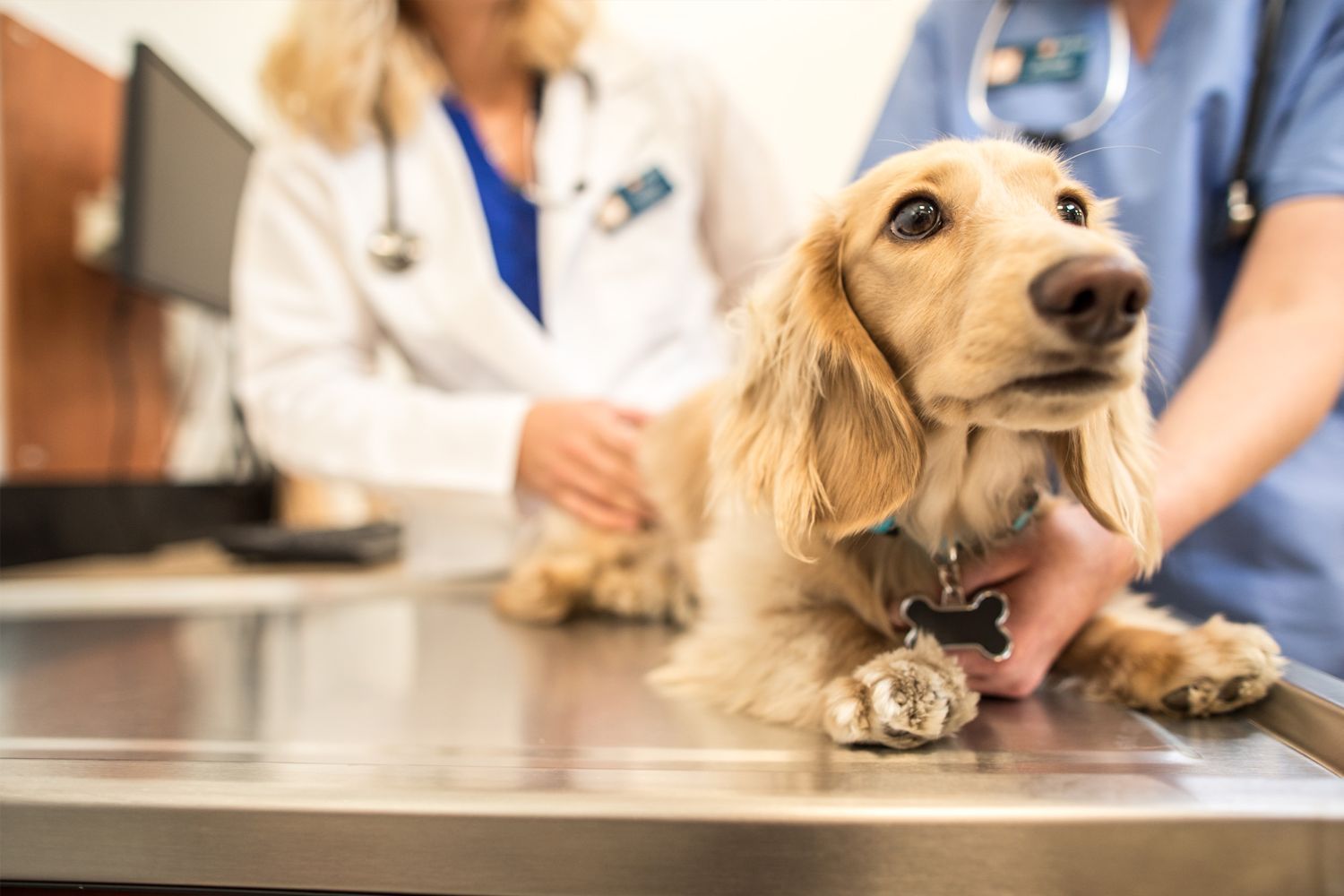 Mars Petcare hero banner
